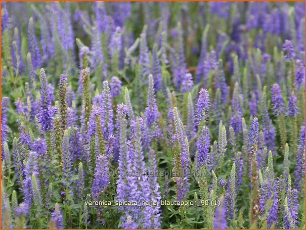 Veronica spicata 'Nana Blauteppich' | Aarereprijs, Ereprijs