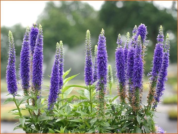 Veronica spicata 'Ulster Blue Dwarf' | Aarereprijs, Ereprijs