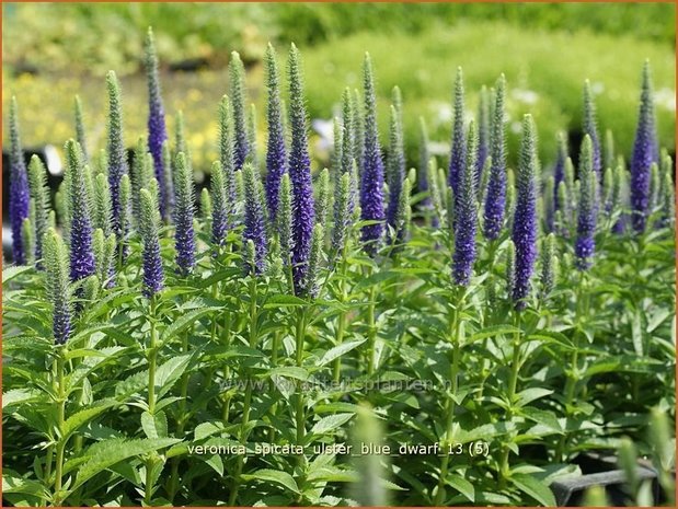 Veronica spicata 'Ulster Blue Dwarf' | Aarereprijs, Ereprijs