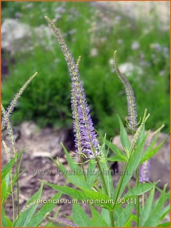 Veronicastrum virginicum | Virginische ereprijs