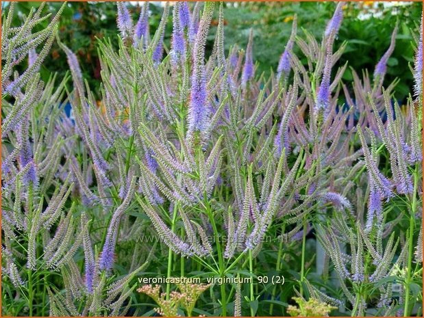 Veronicastrum virginicum | Virginische ereprijs