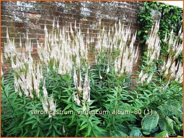 Veronicastrum virginicum 'Album' | Virginische ereprijs