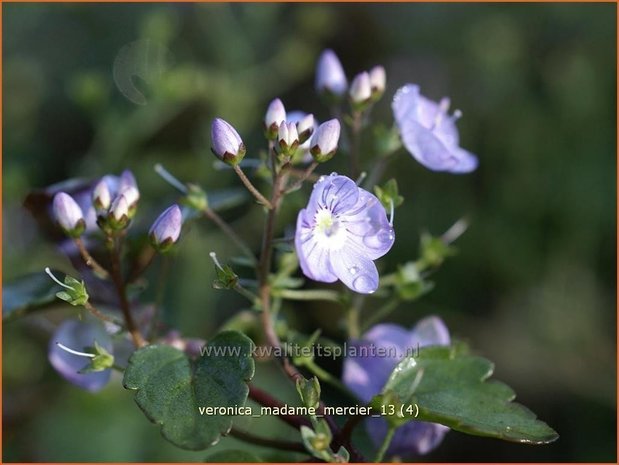 Veronica 'Madame Mercier' | Ereprijs