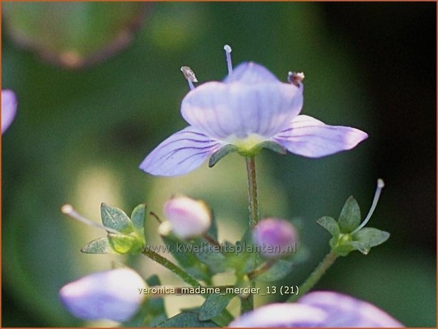 Veronica 'Madame Mercier' | Ereprijs