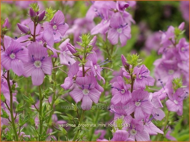 Veronica prostrata 'Mrs Holt' | Liggende ereprijs, Ereprijs