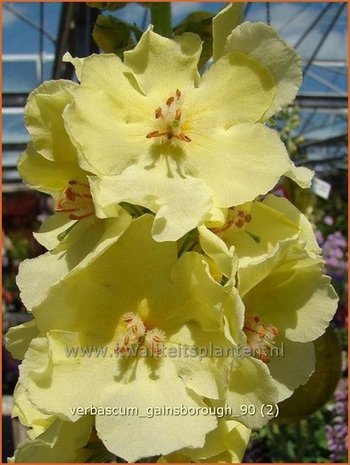 Verbascum 'Gainsborough' | Toorts