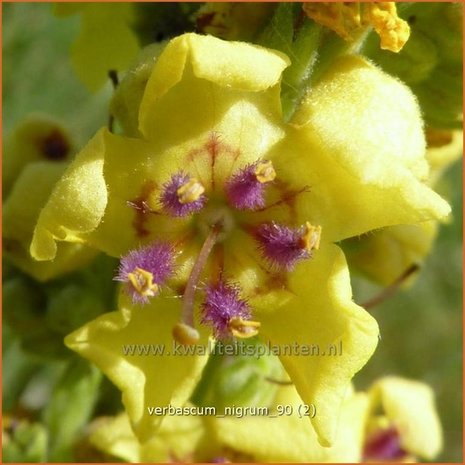 Verbascum nigrum | Zwarte toorts