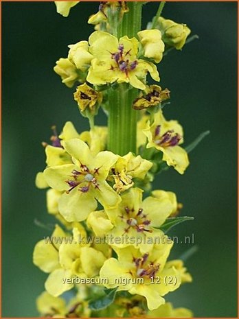 Verbascum nigrum | Zwarte toorts