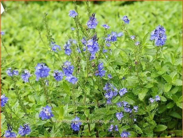 Veronica austriaca 'Shirley Blue' | Brede ereprijs, Ereprijs