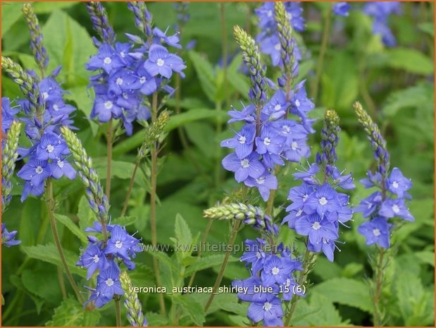 Veronica austriaca 'Shirley Blue' | Brede ereprijs, Ereprijs