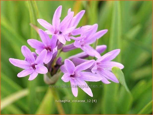 Tulbaghia violacea | Wilde knoffel, Kaapse knoflook