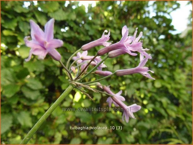 Tulbaghia violacea | Wilde knoffel, Kaapse knoflook