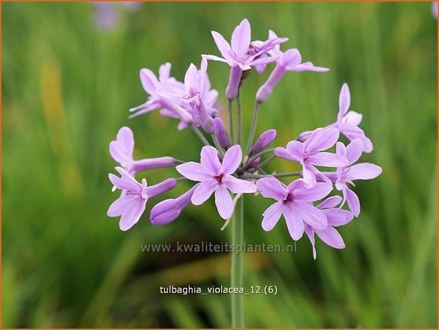 Tulbaghia violacea | Wilde knoffel, Kaapse knoflook