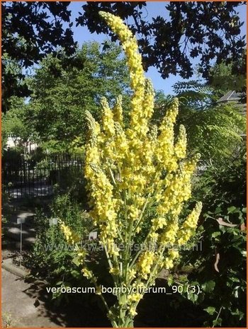 Verbascum bombyciferum | Koningskaars, Toorts | Seidige Königskerze