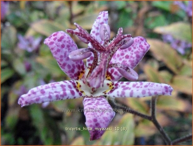 Tricyrtis hirta 'Miyazaki'