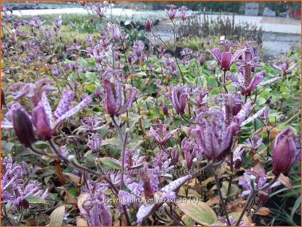 Tricyrtis hirta 'Miyazaki'