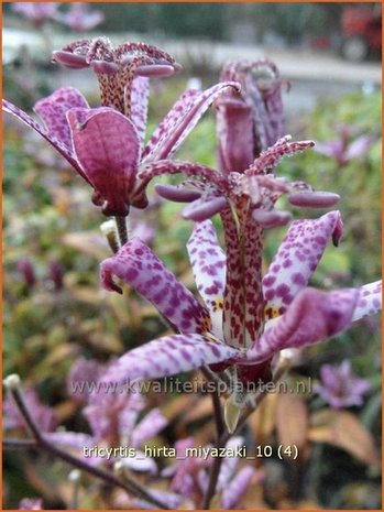 Tricyrtis hirta 'Miyazaki'