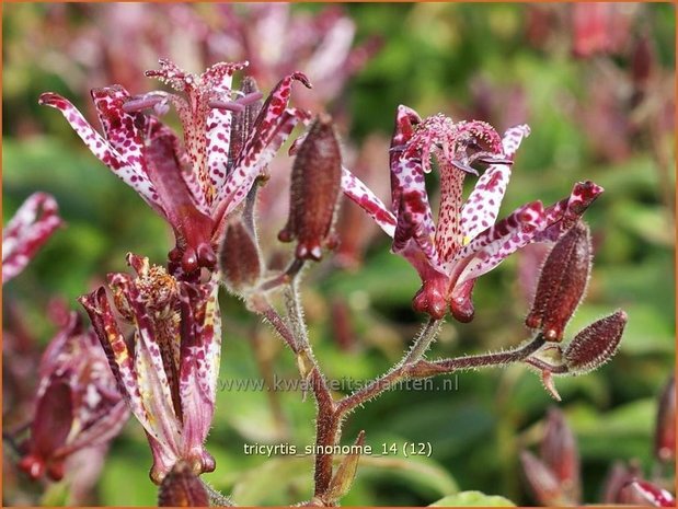 Tricyrtis 'Sinonome' | Paddenlelie, Armeluisorchidee