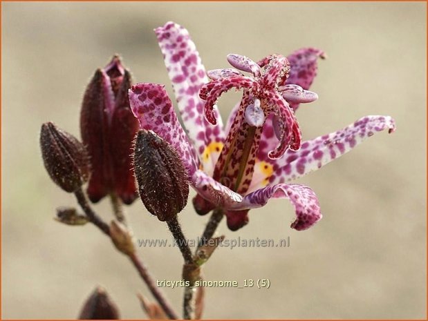 Tricyrtis 'Sinonome' | Paddenlelie, Armeluisorchidee