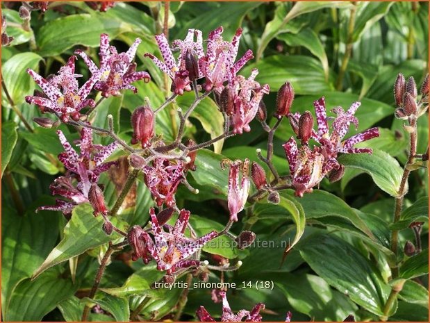 Tricyrtis 'Sinonome' | Paddenlelie, Armeluisorchidee