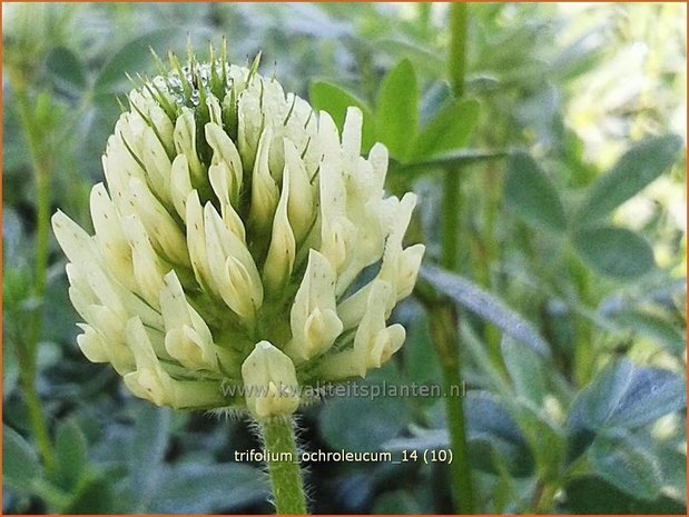 Trifolium ochroleucum | Klaver