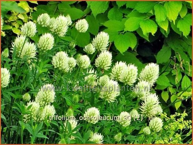 Trifolium ochroleucum | Klaver