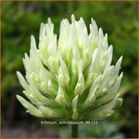 Trifolium ochroleucum | Klaver