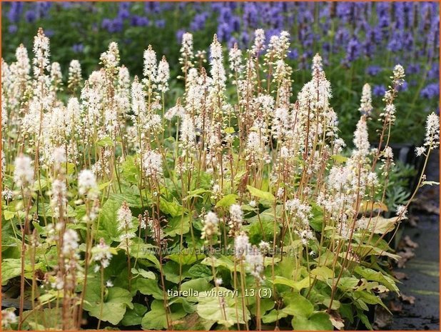 Tiarella wherryi | Schuimbloem, Perzische muts