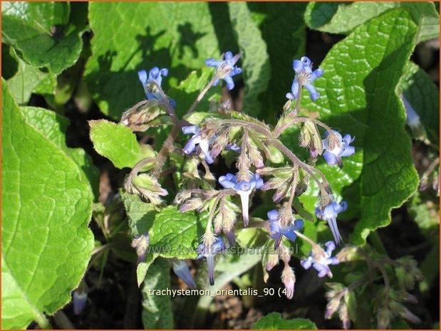 Trachystemon orientalis | Oriëntaals komkommerkruid | Rauling