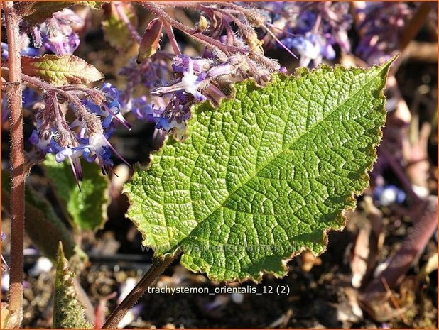 Trachystemon orientalis | Oriëntaals komkommerkruid | Rauling