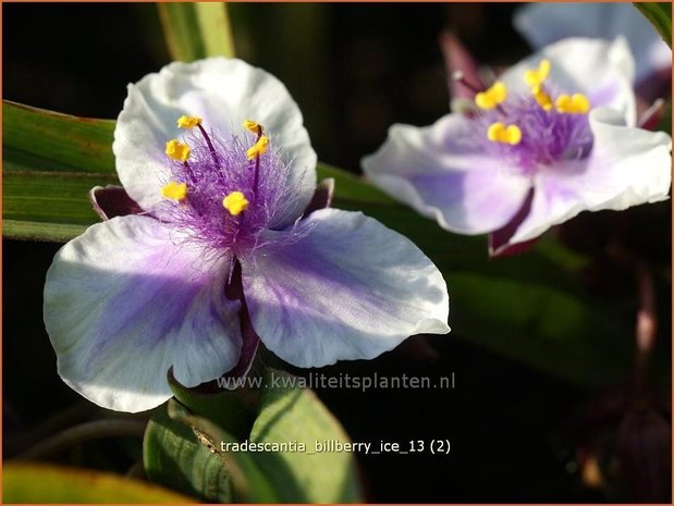 Tradescantia 'Billberry Ice' | Eendagsbloem, Vaderplant