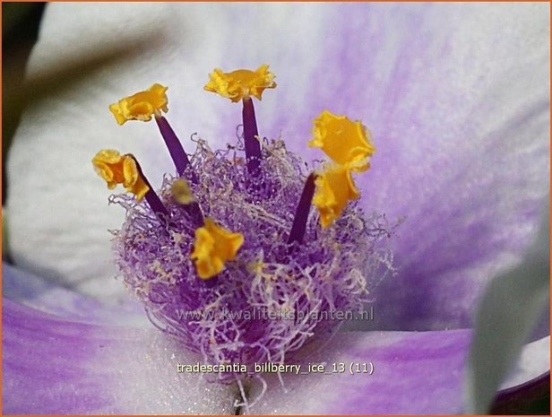 Tradescantia 'Billberry Ice' | Eendagsbloem, Vaderplant