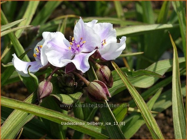 Tradescantia 'Billberry Ice' | Eendagsbloem, Vaderplant