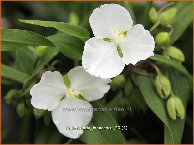 Tradescantia 'Innocence' | Eendagsbloem, Vaderplant