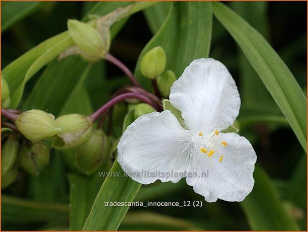 Tradescantia 'Innocence' | Eendagsbloem, Vaderplant