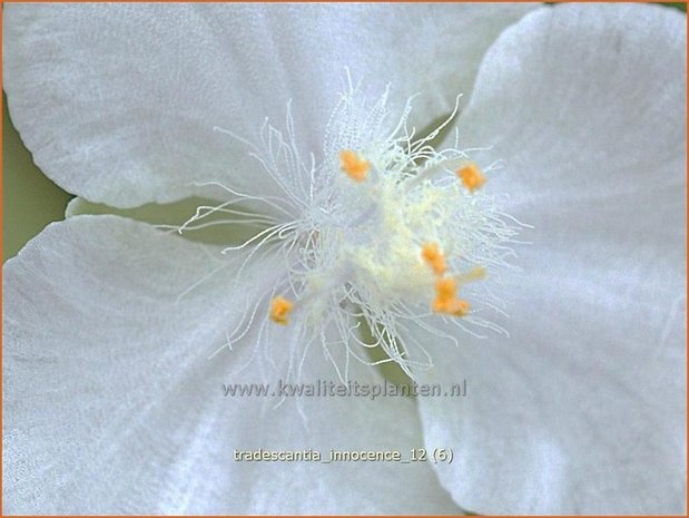 Tradescantia 'Innocence' | Eendagsbloem, Vaderplant