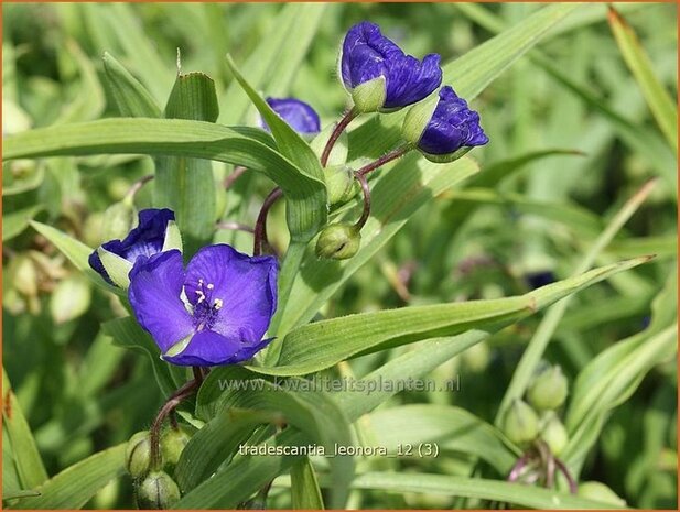 Tradescantia 'Leonora' | Eendagsbloem, Vaderplant