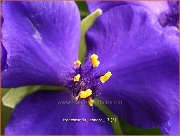 Tradescantia 'Leonora' | Eendagsbloem, Vaderplant