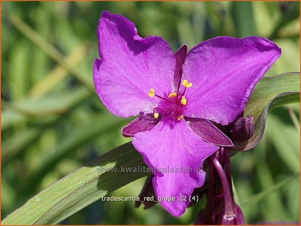 Tradescantia 'Red Grape' | Eendagsbloem, Vaderplant, Matrozensla | Dreimasterblume