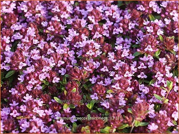 Thymus praecox 'Coccineus' | Kruiptijm, Tijm