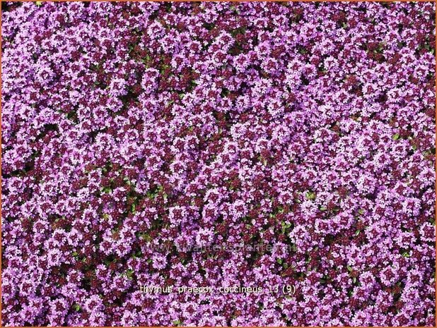 Thymus praecox 'Coccineus' | Kruiptijm, Tijm