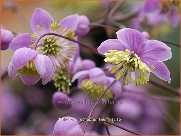 Thalictrum rochebrunianum | Ruit