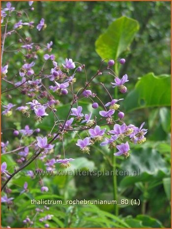 Thalictrum rochebrunianum | Ruit