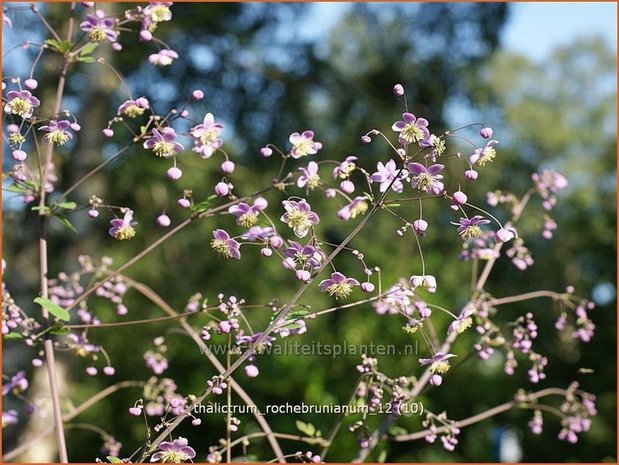 Thalictrum rochebrunianum | Ruit