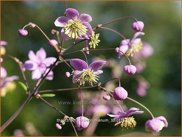 Thalictrum rochebrunianum | Ruit