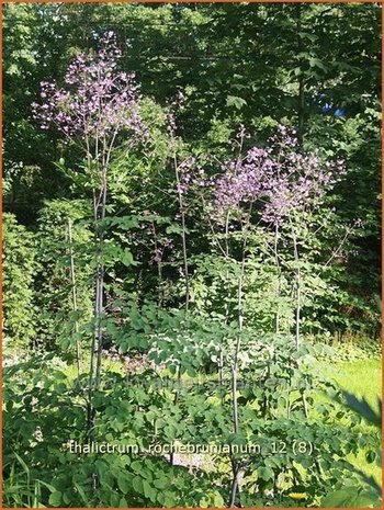 Thalictrum rochebrunianum | Ruit