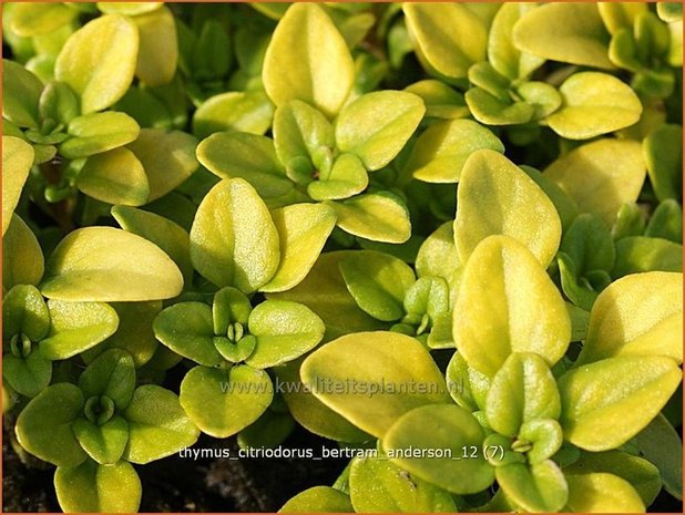 Thymus citriodorus 'Bertram Anderson' | Citroentijm, Tijm