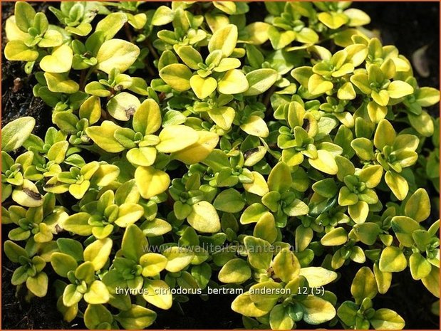 Thymus citriodorus 'Bertram Anderson' | Citroentijm, Tijm