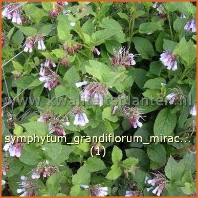 Symphytum grandiflorum 'Miraculum' | Smeerwortel