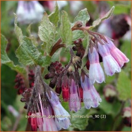 Symphytum grandiflorum 'Miraculum' | Smeerwortel